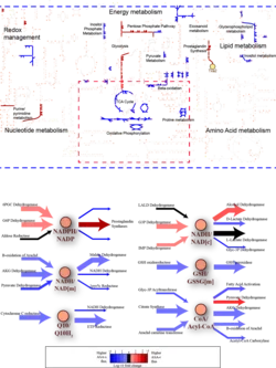 Top Panel: Network map of the platelet, highlighting subsytems of particular interest. Bottom Panel: Comparison of redox cofactor shifts for aspirin sensitive vs aspirin resistant individuals