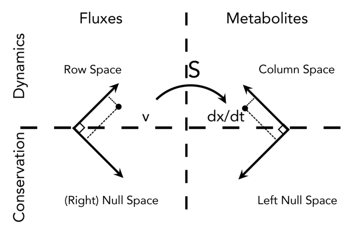 The four fundamental sub-spaces and their physical/biochemical interpretations
