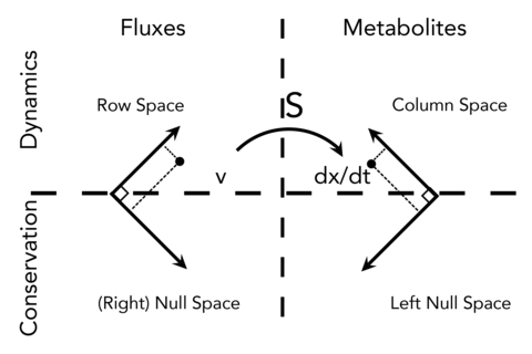 The four fundamental sub-spaces and their physical/biochemical interpretations