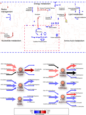 Top Panel: Network map of the platelet, highlighting subsytems of particular interest. Bottom Panel: Comparison of redox cofactor shifts for aspirin sensitive vs aspirin resistant individuals
